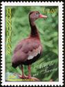 Black-bellied Whistling Duck (Dendrocygna autumnalis)
